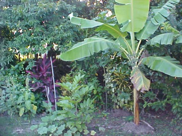 #1-BANANA#1--Will-I-survive