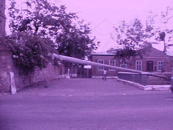 #10-PALM#1-Towering-Palm-tr