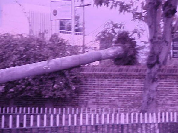 #11-PALM#2----Palm-tree-roo