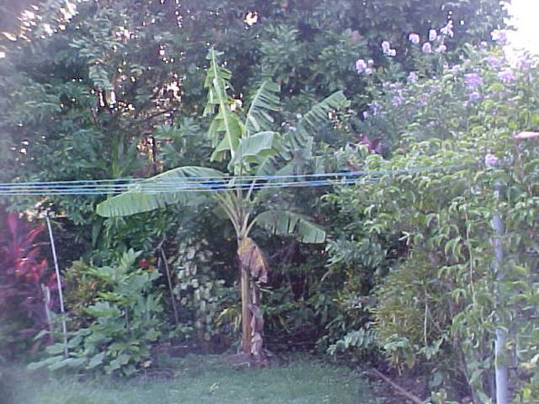 #2-BANANA#2-YES!-alone,-I-s