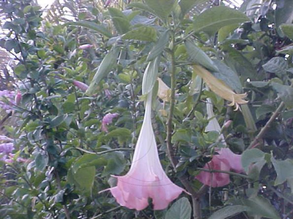 #8-FLOWERS-Blooming-bright-