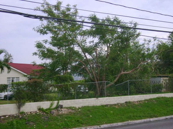 _NICE-TREE--ON-EKINGS-HSE-R