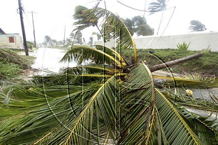 LongBayGustavI20080828RM