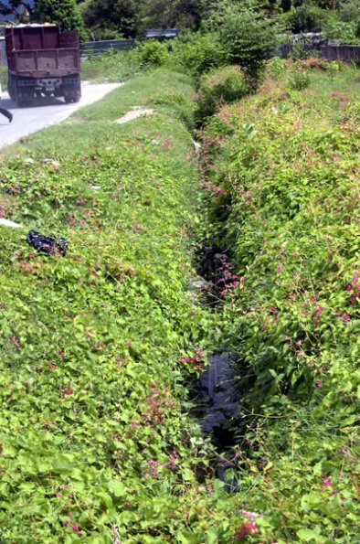 Norman Grindley /Deputy Chief Photographer 
This drain in Hamilton Gardens in St. Catherine is covered with vegitation.